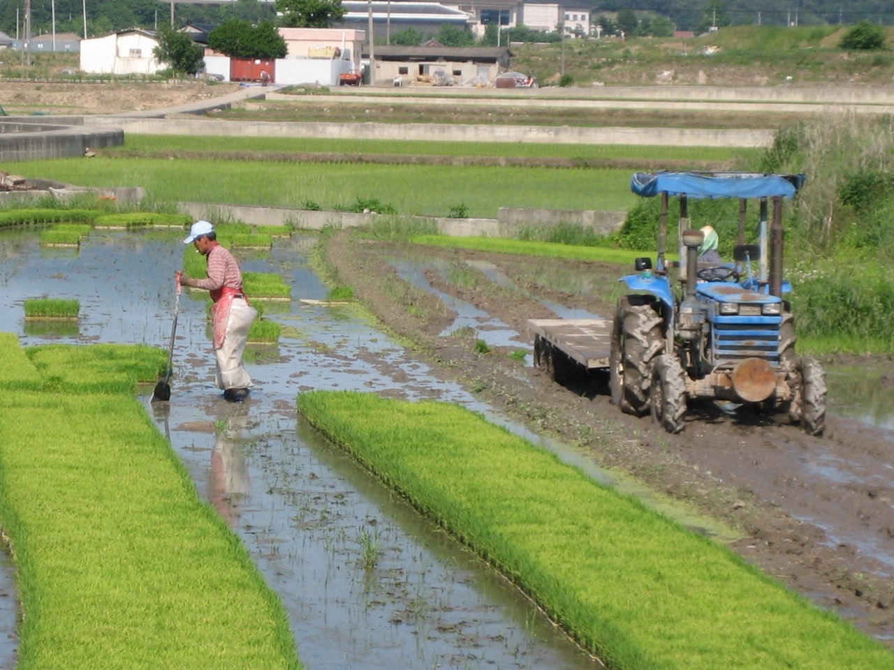 경북 경주의 논에서 일하는 농민과 경운기. 2007년 5월 촬영한 자료사진이다.