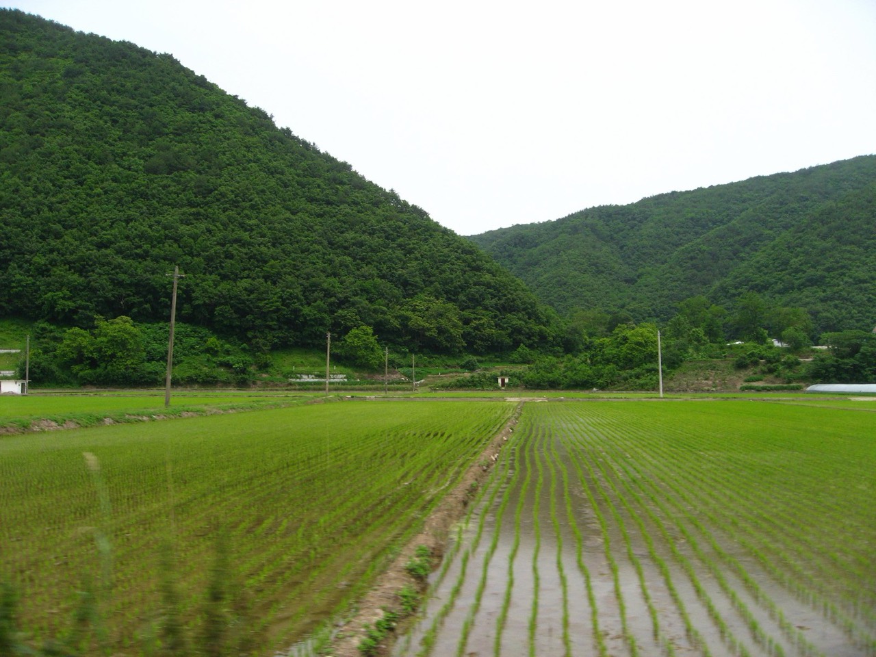 경북 경주의 논. 2008년 6월 촬영된 자료사진이다.